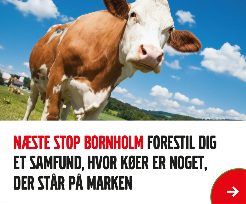 Postkort med en ko. Reklame for Next Stop Bornholm.